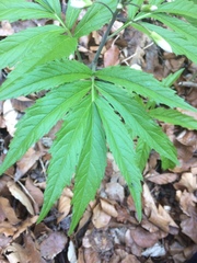 Cardamine heptaphylla