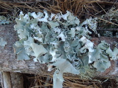 Parmelina
