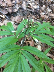 Cardamine heptaphylla