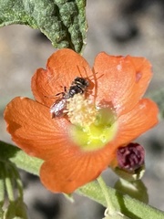 Macrotera latior