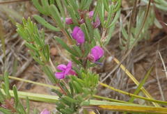 Indigofera pappei