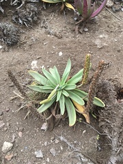 Plantago maritima californica