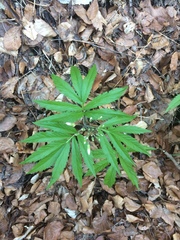 Cardamine heptaphylla