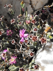 Ruschia karrachabensis