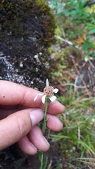 Eucephalus paucicapitatus