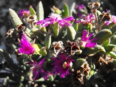 Ruschia karrachabensis