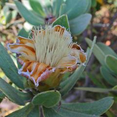 Protea subvestita
