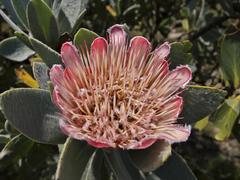 Protea subvestita