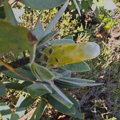 Protea subvestita