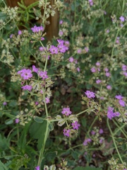Acleisanthes chenopodioides