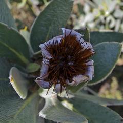 Protea subvestita