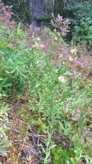 Eucephalus paucicapitatus