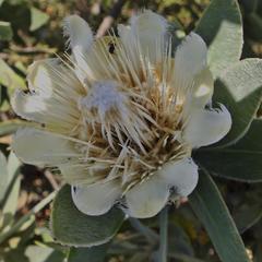 Protea subvestita