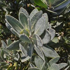 Protea subvestita