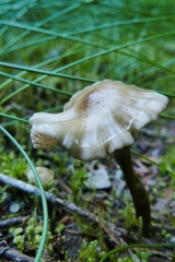 Phaeonematoloma myosotis