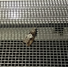 Epinotia brunnichana