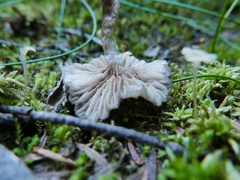 Phaeonematoloma myosotis