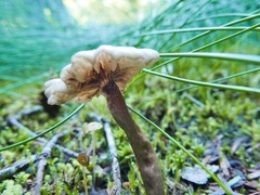 Phaeonematoloma myosotis