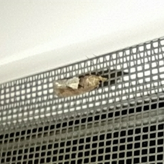 Epinotia brunnichana