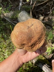 Caloboletus frustosus