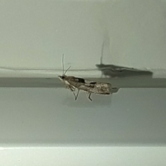 Epinotia brunnichana