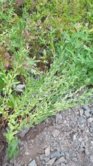 Eucephalus paucicapitatus