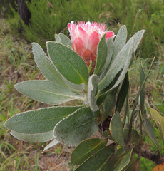 Protea subvestita
