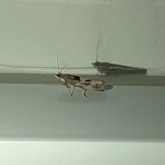 Epinotia brunnichana