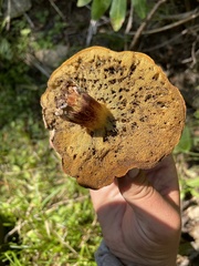 Caloboletus frustosus