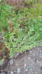 Eucephalus paucicapitatus