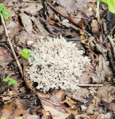 Sparassis spathulata