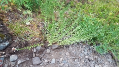 Eucephalus paucicapitatus