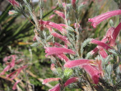 Erica curviflora curviflora