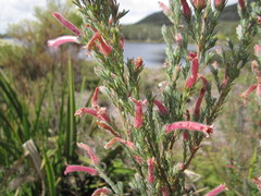 Erica curviflora curviflora