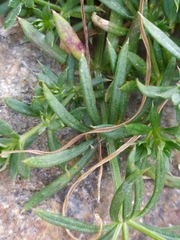Galium anisophyllon