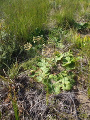 Pelargonium lobatum
