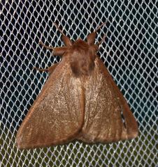 Phyllalia patens