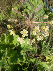 Pelargonium lobatum