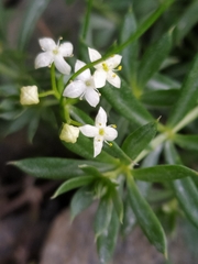 Galium anisophyllon