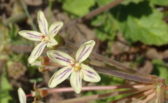 Pelargonium lobatum