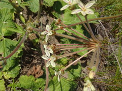Pelargonium lobatum