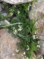Galium anisophyllon