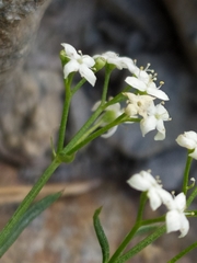 Galium anisophyllon