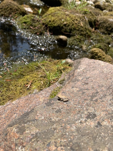 iNaturalist observation photo of Pacific chorus frog