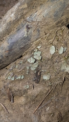 Peltigera venosa
