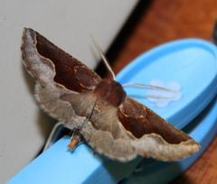 Drepanogynis ectoglauca