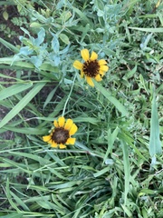 Helianthus ciliaris