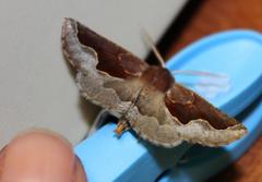 Drepanogynis ectoglauca