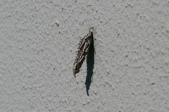 Canephora hirsuta