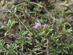 Thymus daghestanicus